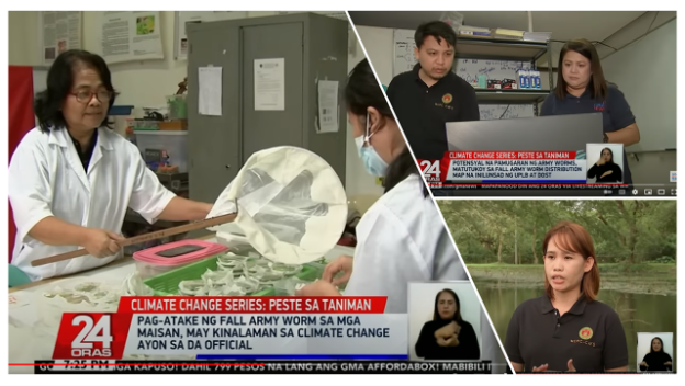 NCPC researchers in “24 Oras”: Effects of climate change to pest outbreaks