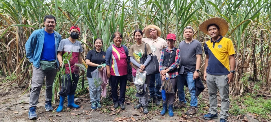 NCPC Quick Response Team investigates red-striped soft scale, a newly emerging insect pest in sugarcane in the Philippines