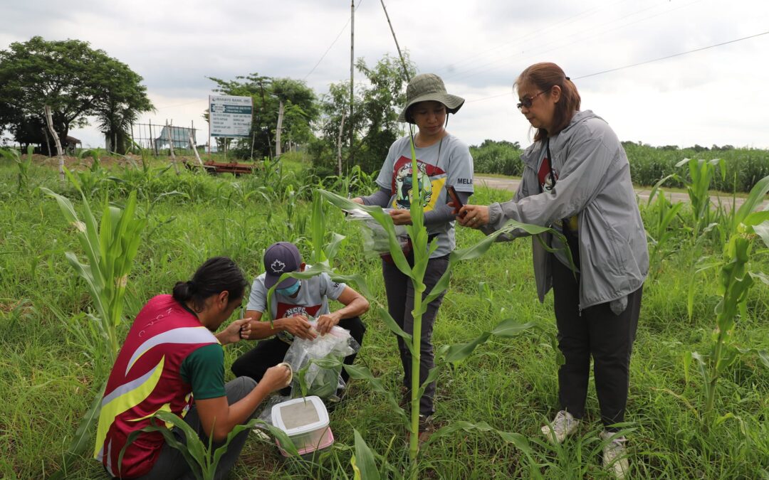 Field visit and Assessment of Insect Pest Infestation and Stakeholders’ forum in Negros Occidental